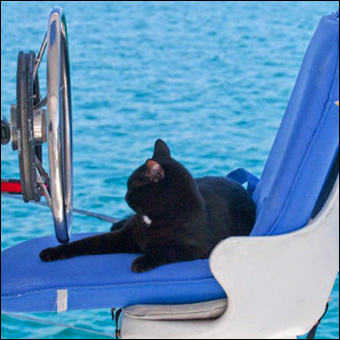 Photo copyright Selkirk/Gatehouse